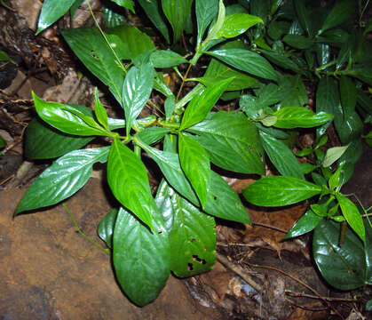 Strobilanthes integrifolius (Dalz.) Kuntze resmi