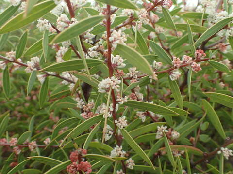 Image of Hakea marginata R. Br.