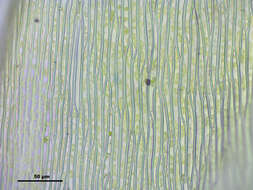 صورة Brachythecium salebrosum W. P. Schimper ex B. S. G. 1853