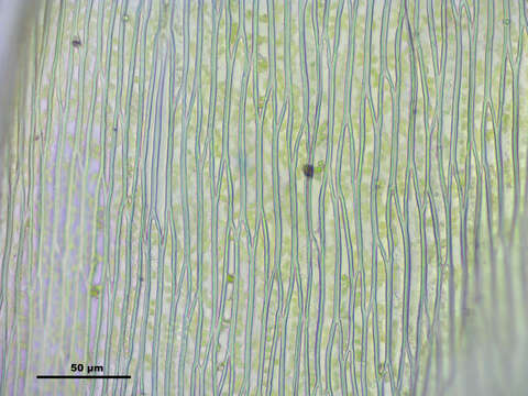 صورة Brachythecium salebrosum W. P. Schimper ex B. S. G. 1853