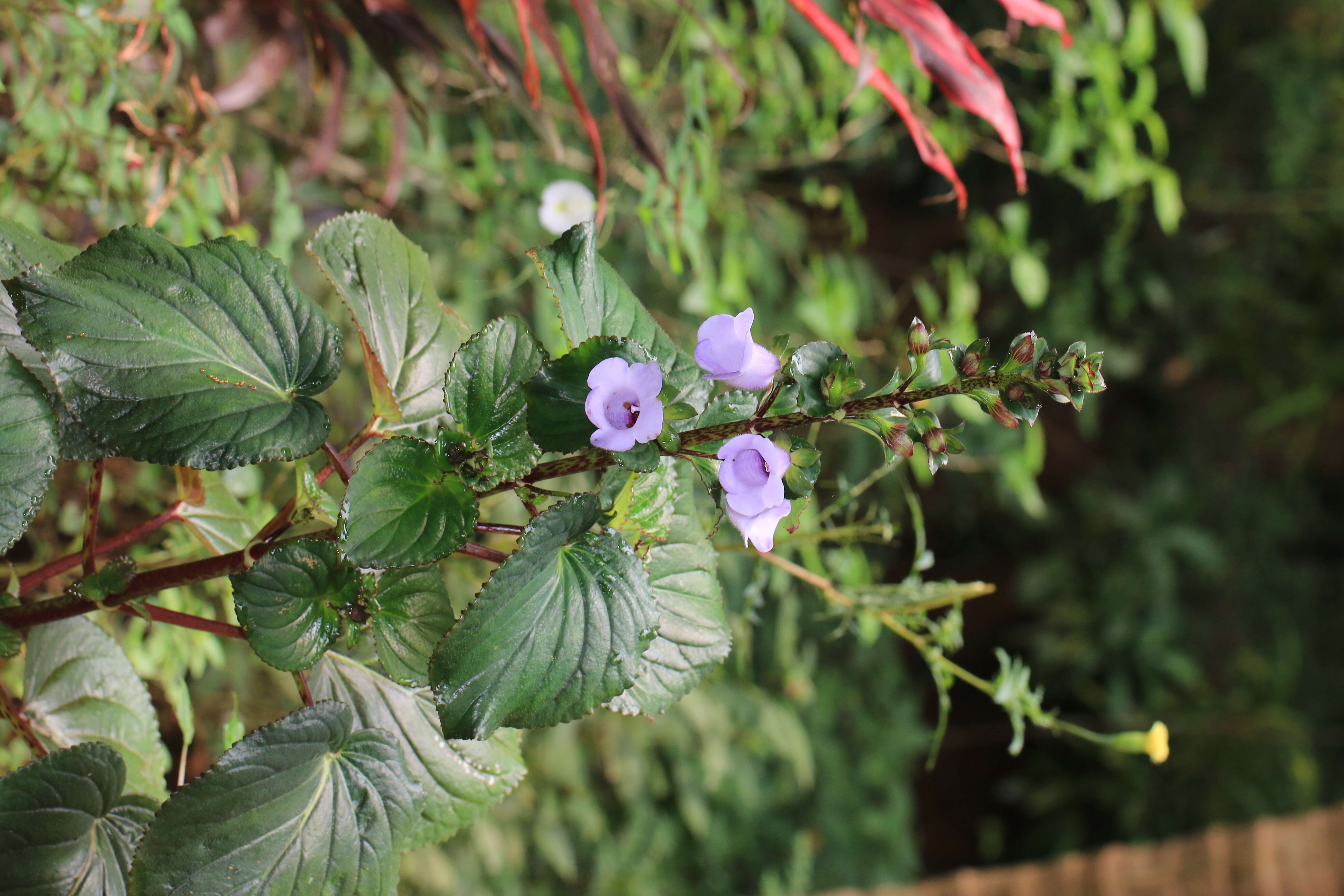 Image of Canterbury bells