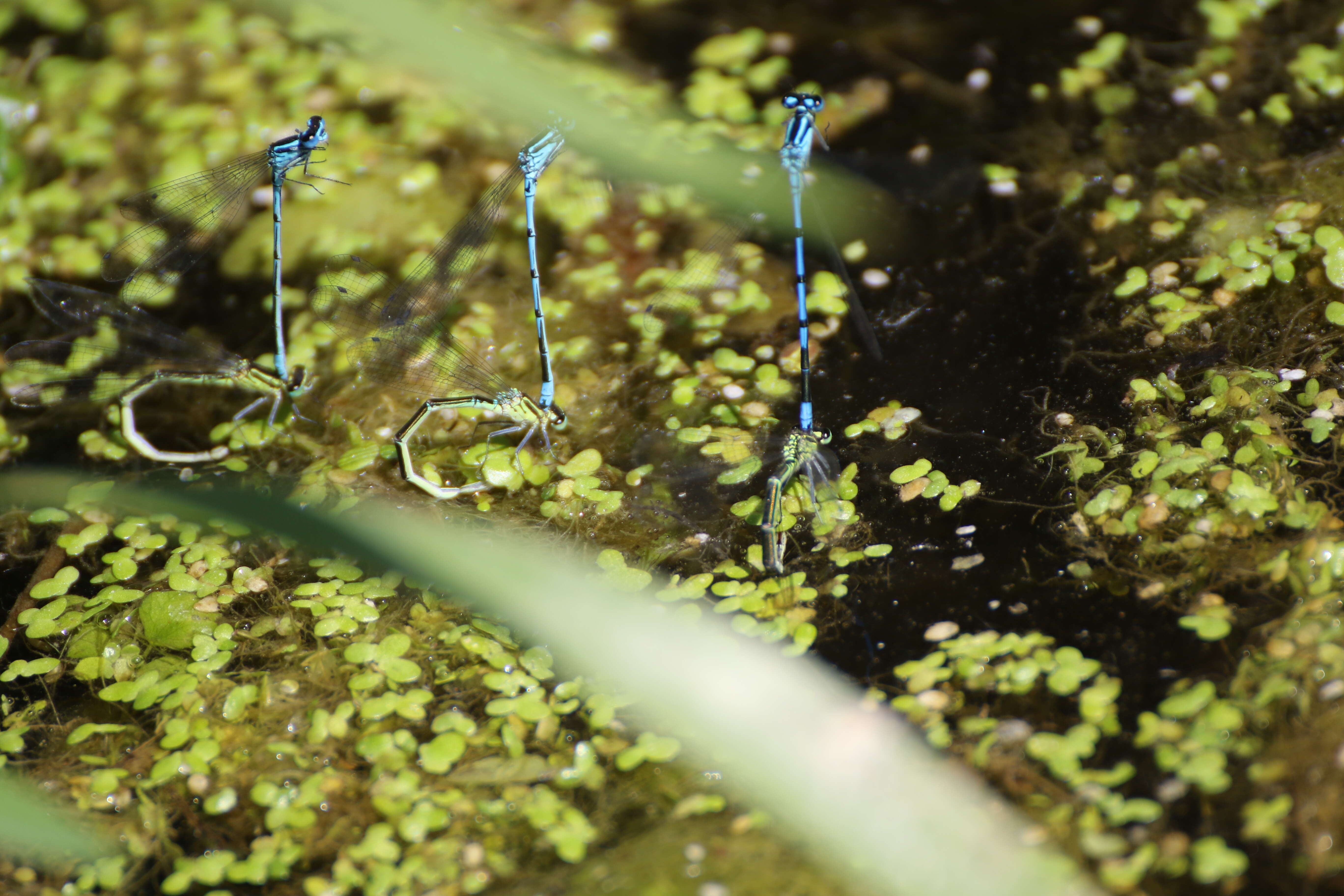 Image of Azure Bluet