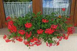 Imagem de Pelargonium