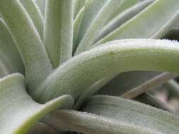 Image of Tillandsia lotteae H. Hrom. ex Rauh