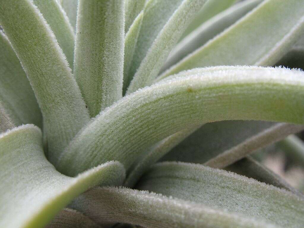 Image of Tillandsia lotteae H. Hrom. ex Rauh