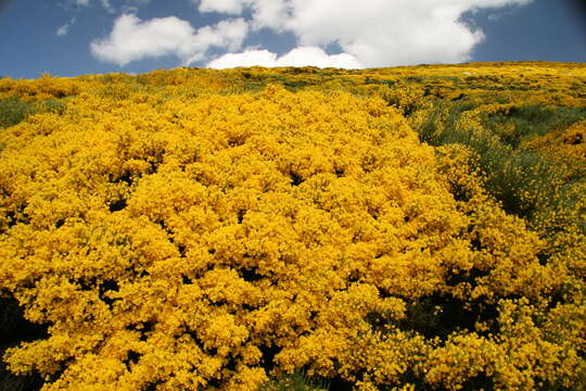 Image of Cytisus oromediterraneus