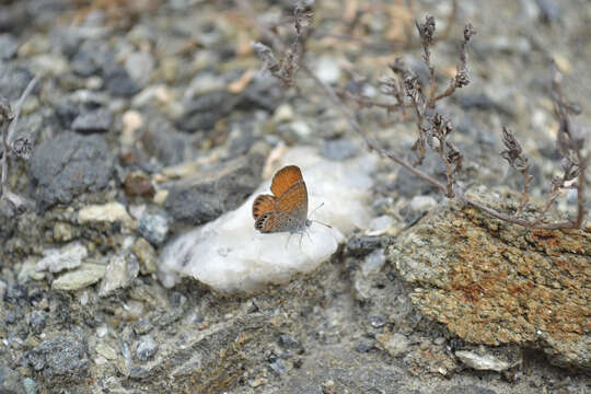 Image of Western pygmy blue