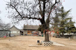 Image of Chinese honeylocust