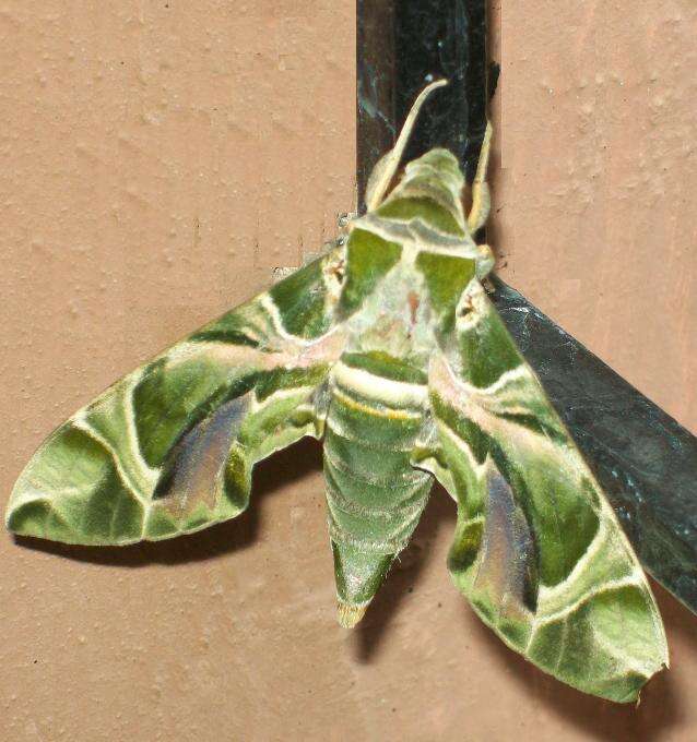 Image of oleander hawk-moth