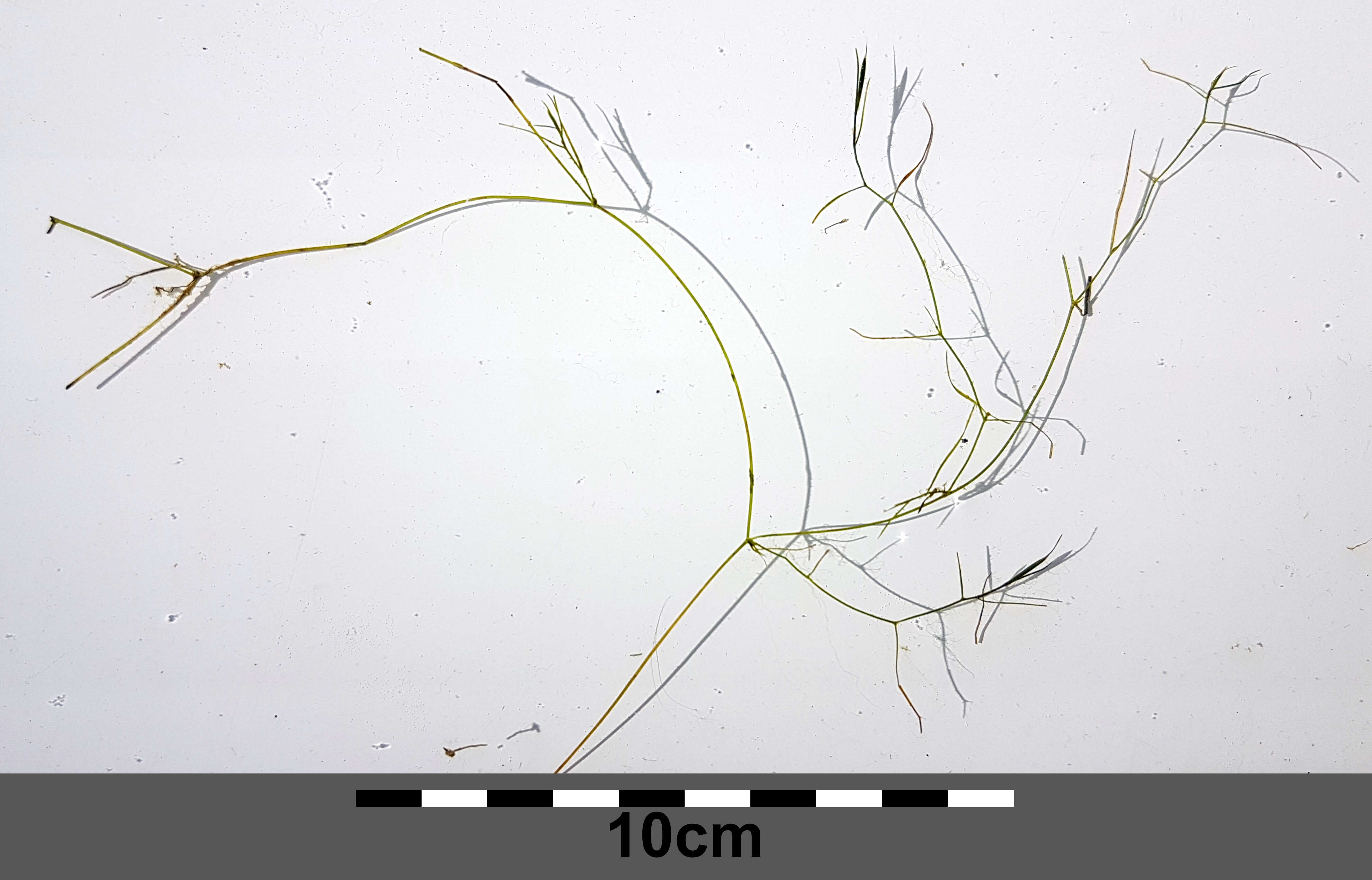 Image of Hairlike Pondweed