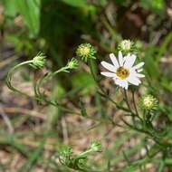 Image de Symphyotrichum trilineatum (Sch. Bip. ex Klatt) G. L. Nesom