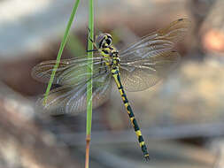 Image of Yellow-spotted Emerald