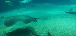 Image of Sharpnose Stingray