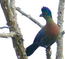 Image of Purple-crested Turaco