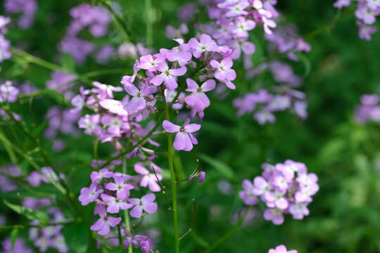 Imagem de Hesperis matronalis L.