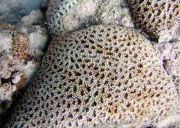 Image of Knob Coral