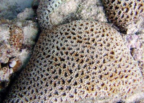 Image of Knob Coral