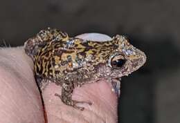 Image of Guanahacabibes robber frog