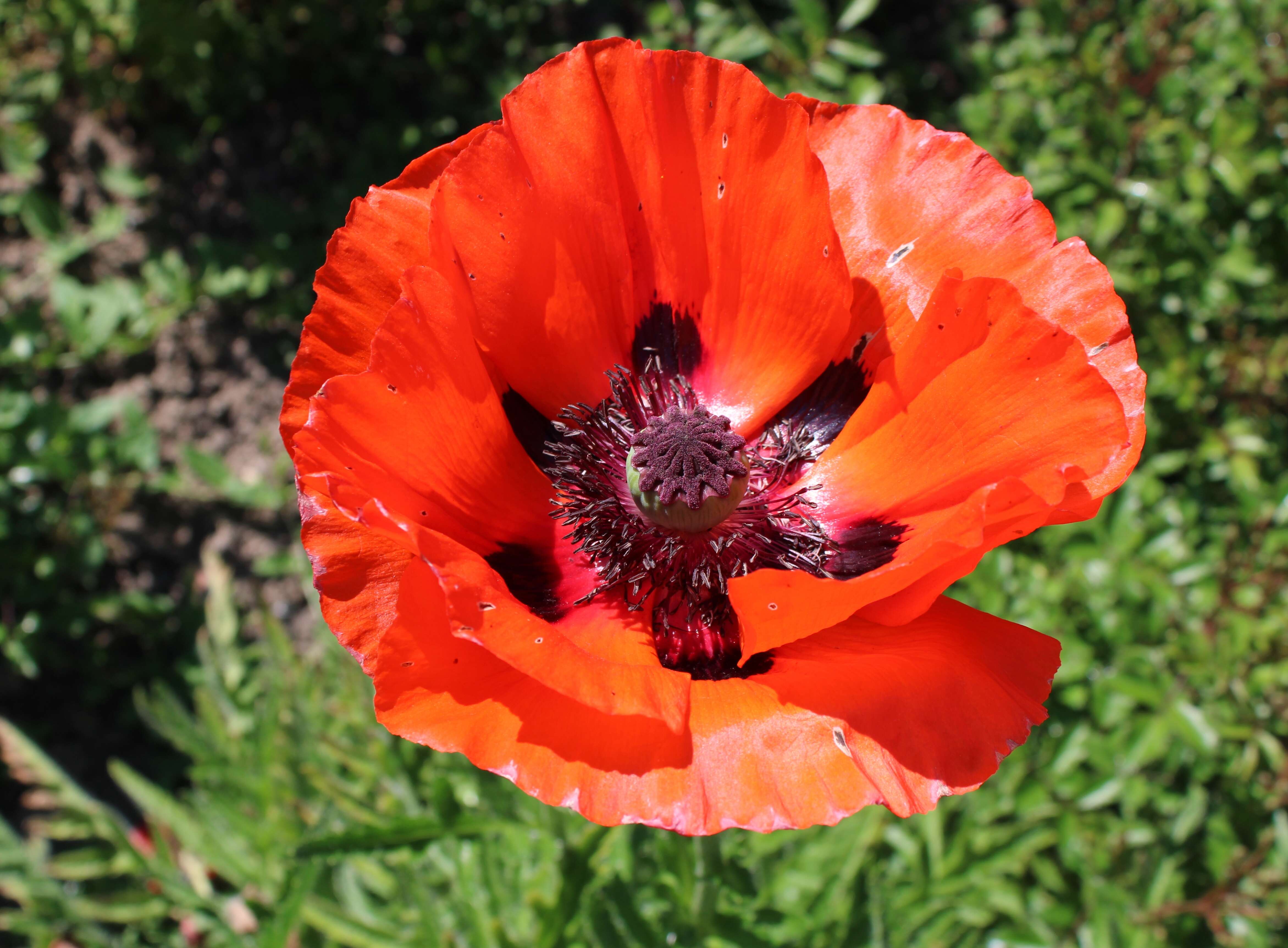 Image of Oriental poppy