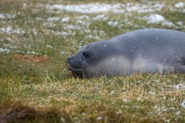 Image of South Atlantic Elephant-seal