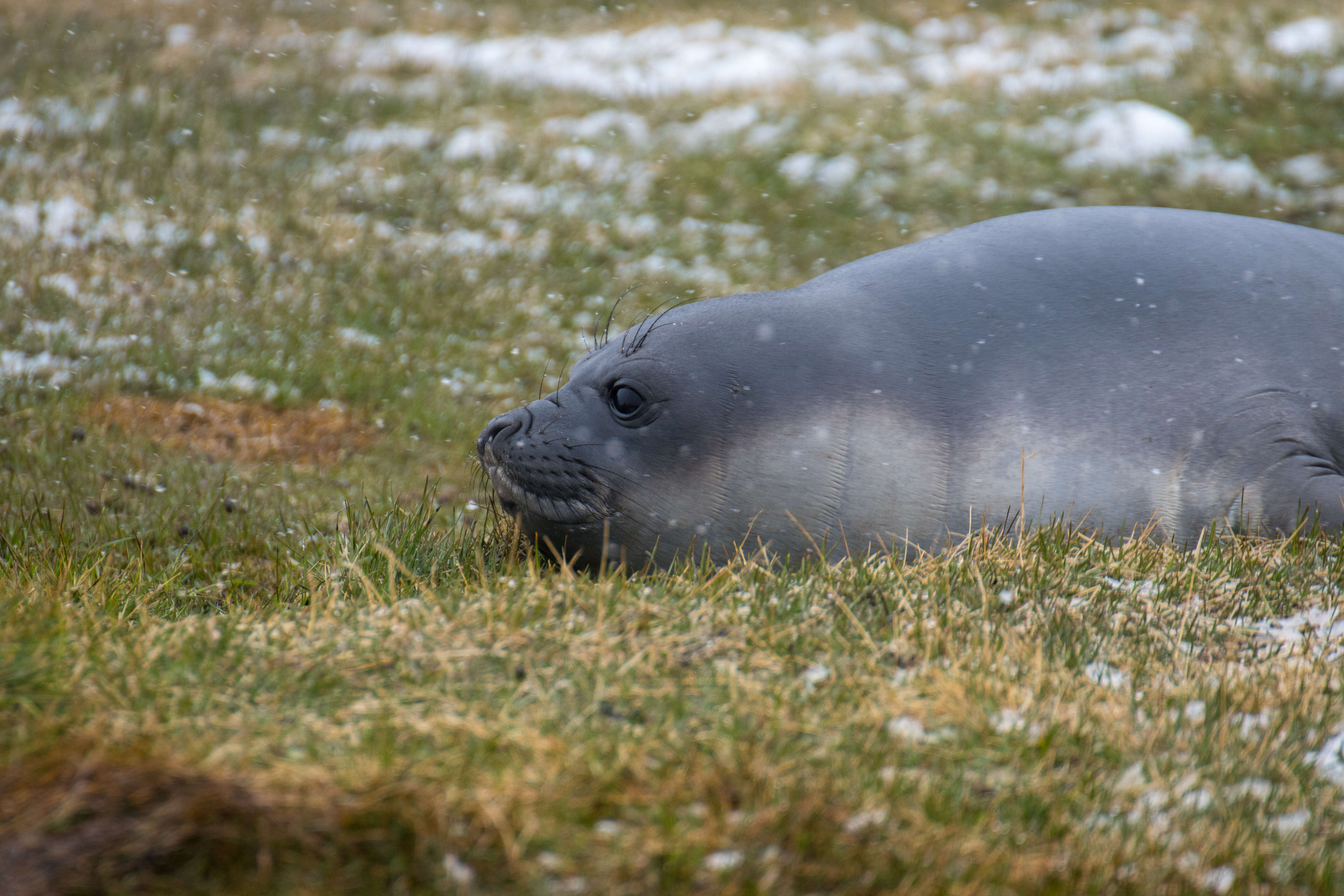 Image of South Atlantic Elephant-seal