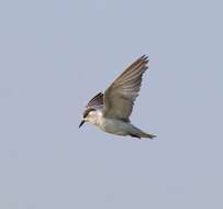 Image of Whiskered Tern