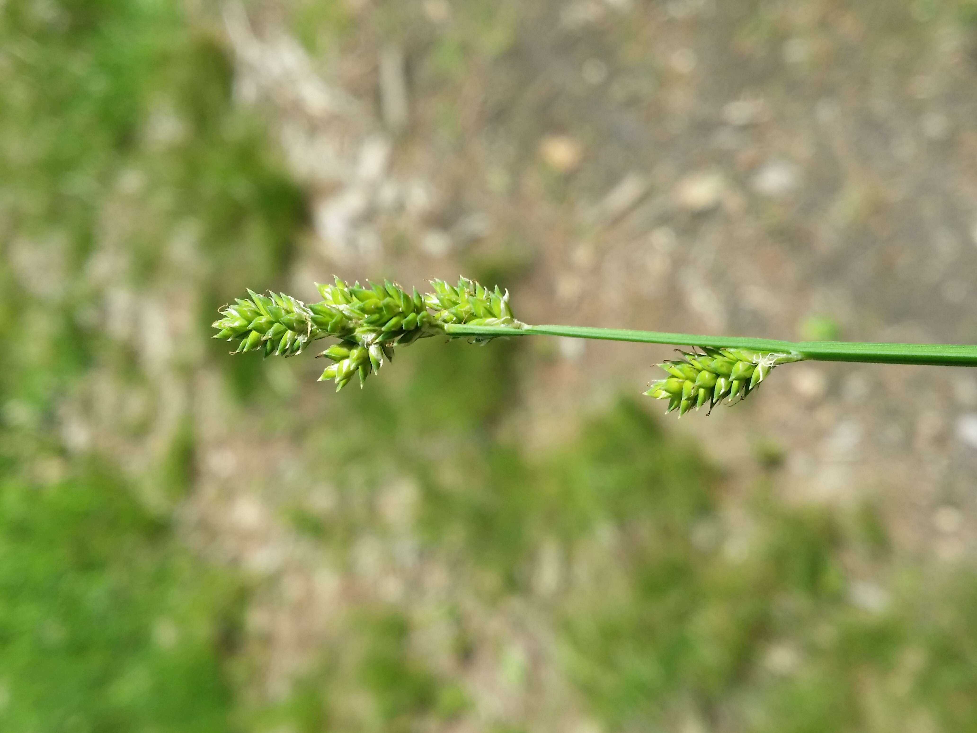 Image of Gray Bog Sedge