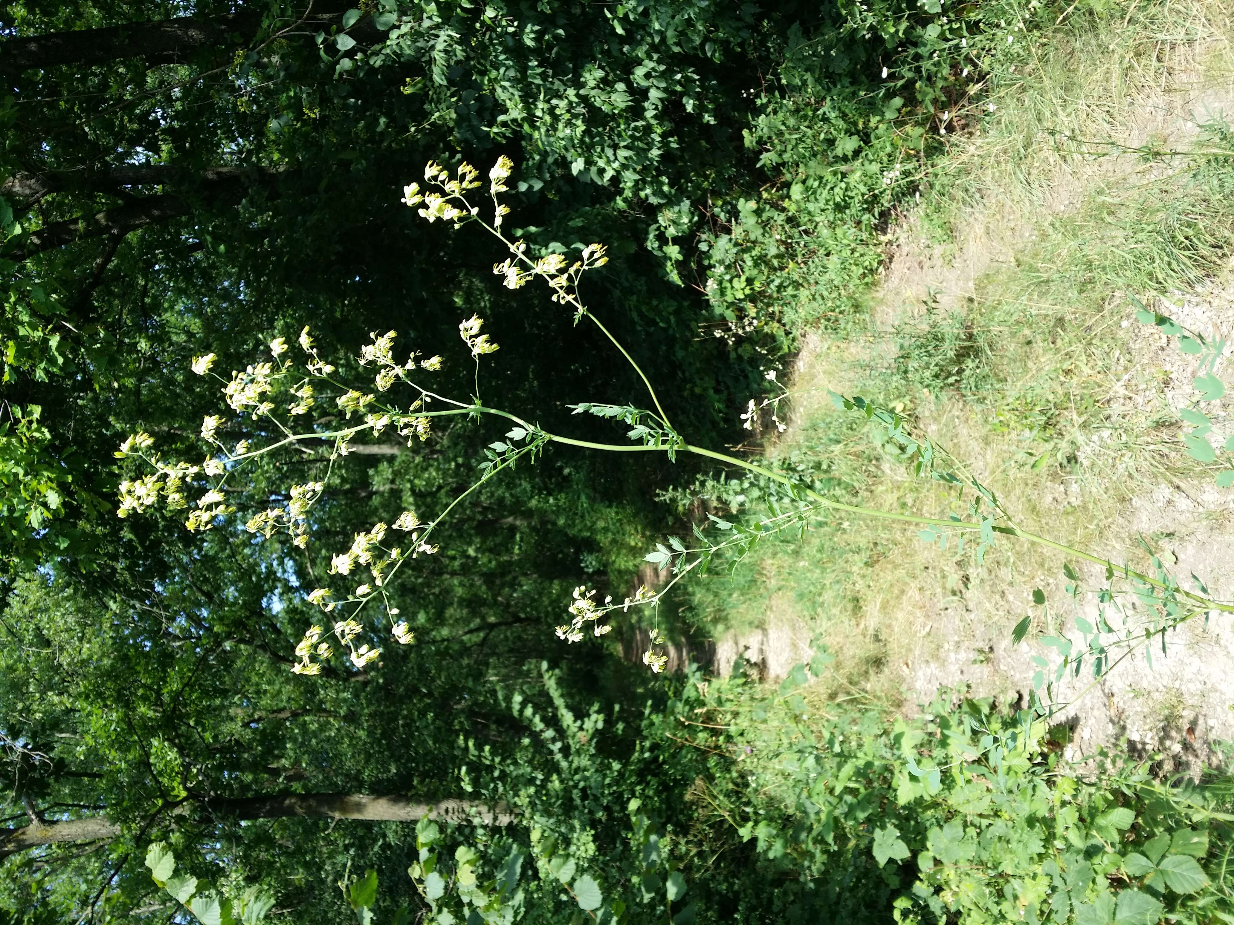 Image of lesser meadow-rue