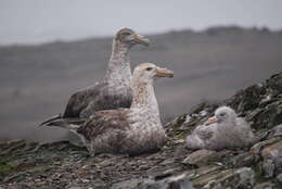 Image of Antarctic Giant-Petrel