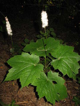 Image of Actaea japonica C. P. Thunberg ex A. Murray