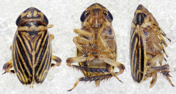 صورة <i>Anoscopus flavostriatus</i>