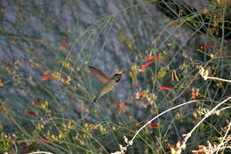 Sivun Gambelia juncea (Benth.) D. A. Sutton kuva