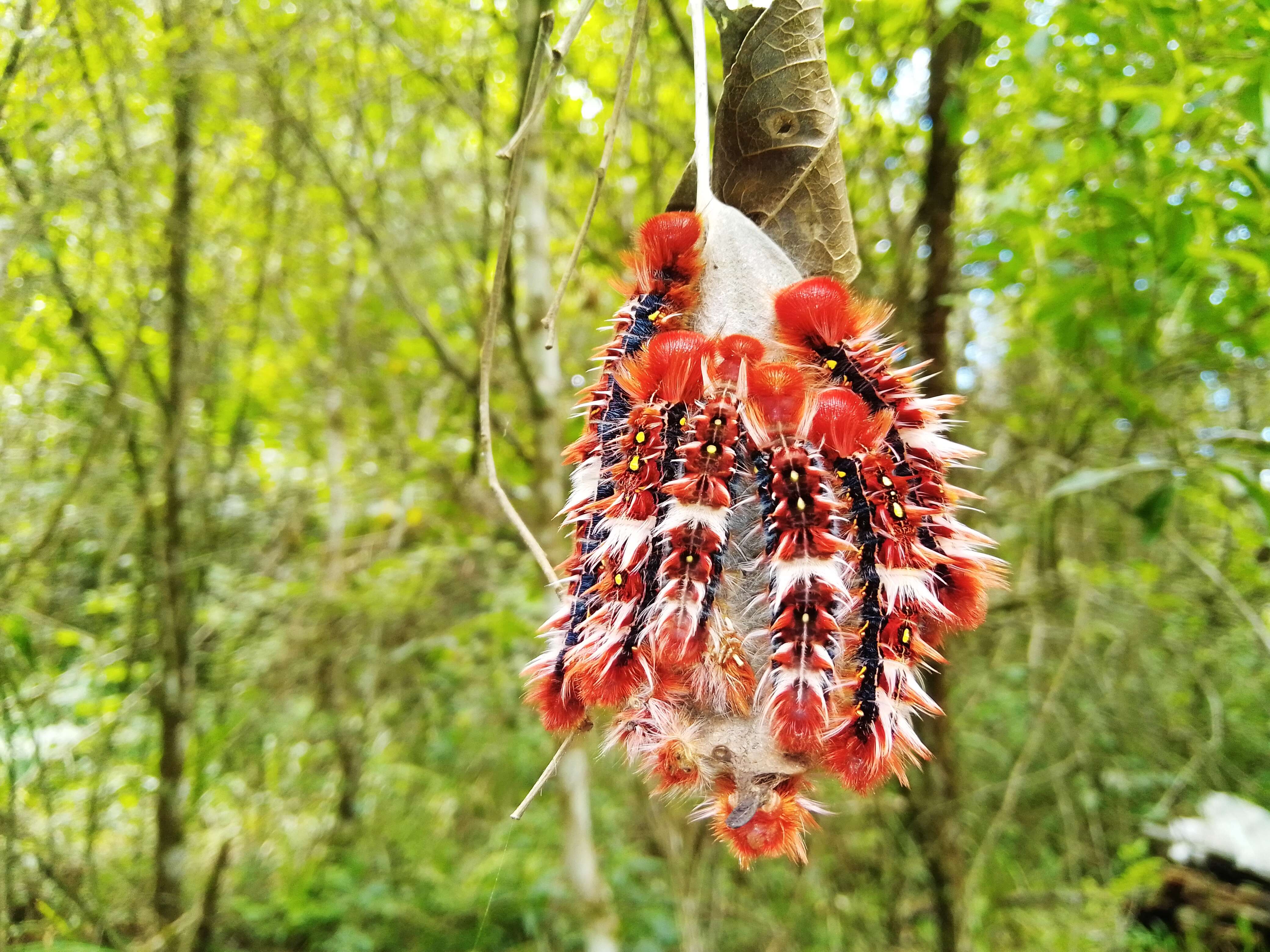 Imagem de Morpho epistrophus