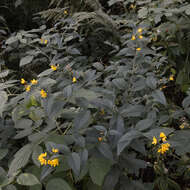 Image of Yellow Loosestrife