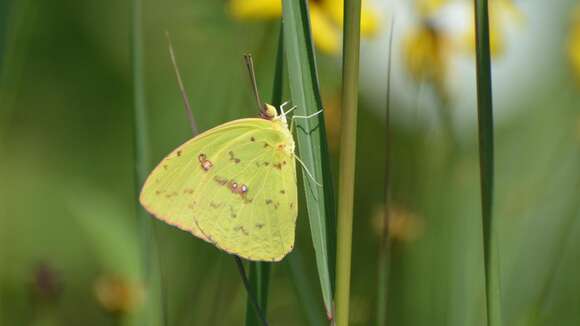 Image of Clouded sulphur