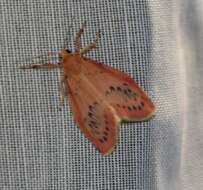 Image of rosy footman