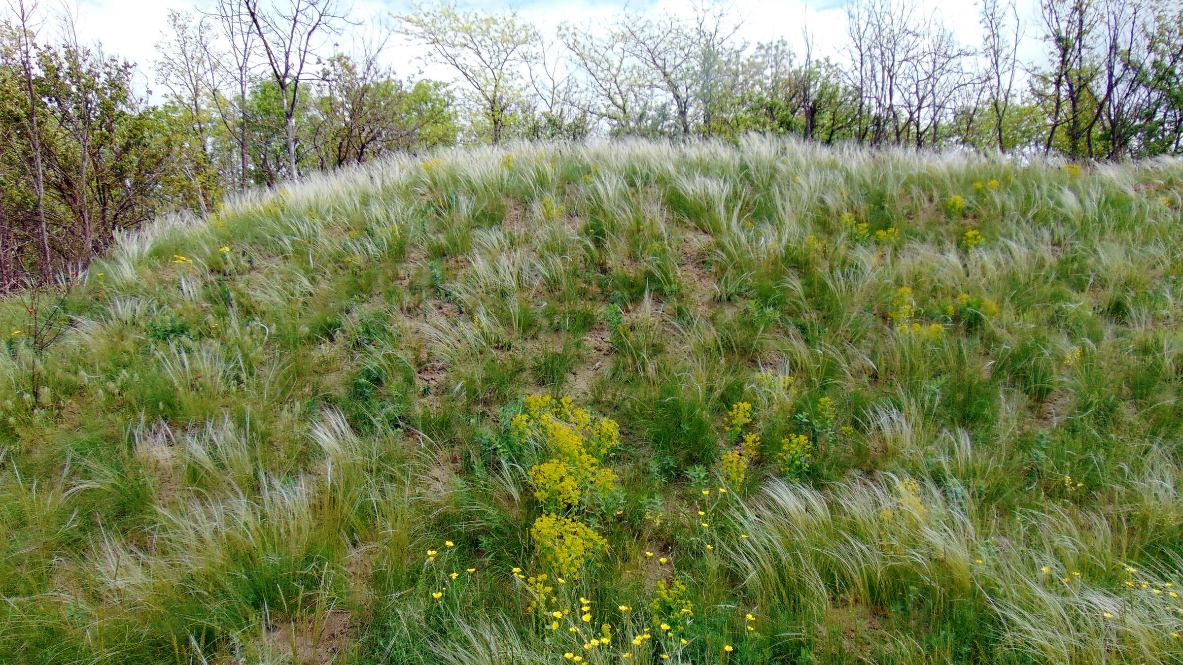 Plancia ëd Stipa lessingiana Trin. & Rupr.