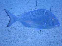 Image of Littlemouth Porgy