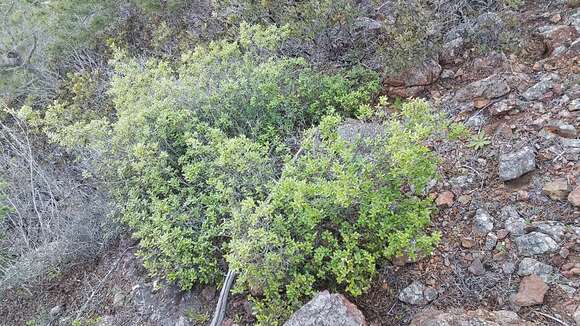 Image of Cedros Island Oak