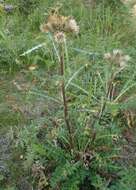 Image of Fish Lake thistle