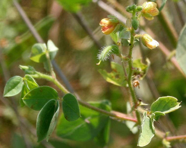 Image de Chamaecrista absus (L.) H. S. Irwin & Barneby