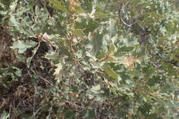 Image of Havard oak
