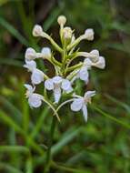 Image of white fringed orchid