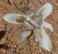 Image of Moraea fugax subsp. filicaulis (Baker) Goldblatt