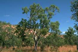 Image of Eucalyptus houseana W. V. Fitzg. ex Maiden