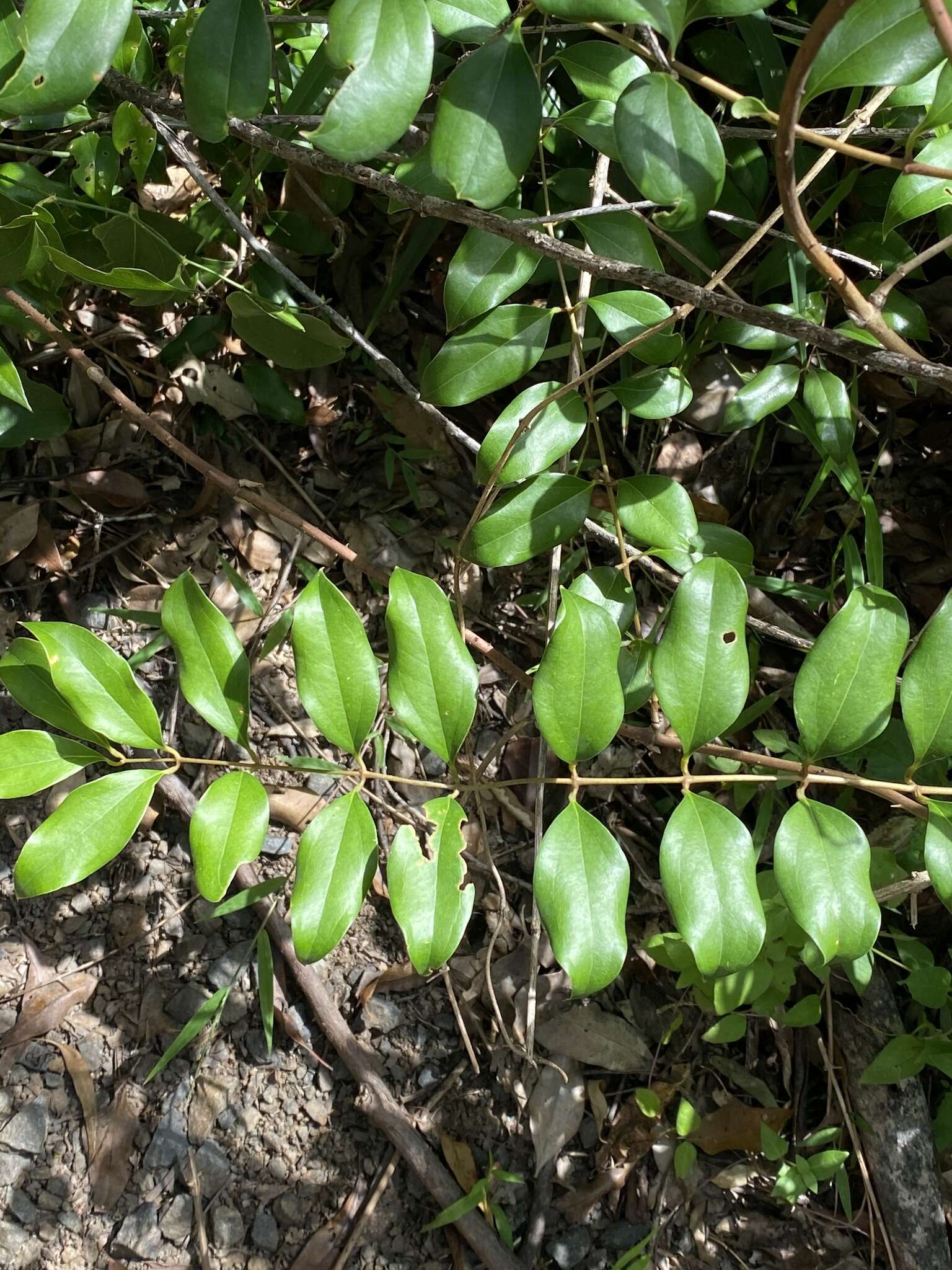 Image of Ripogonum