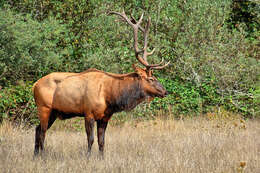 Image of North American elk