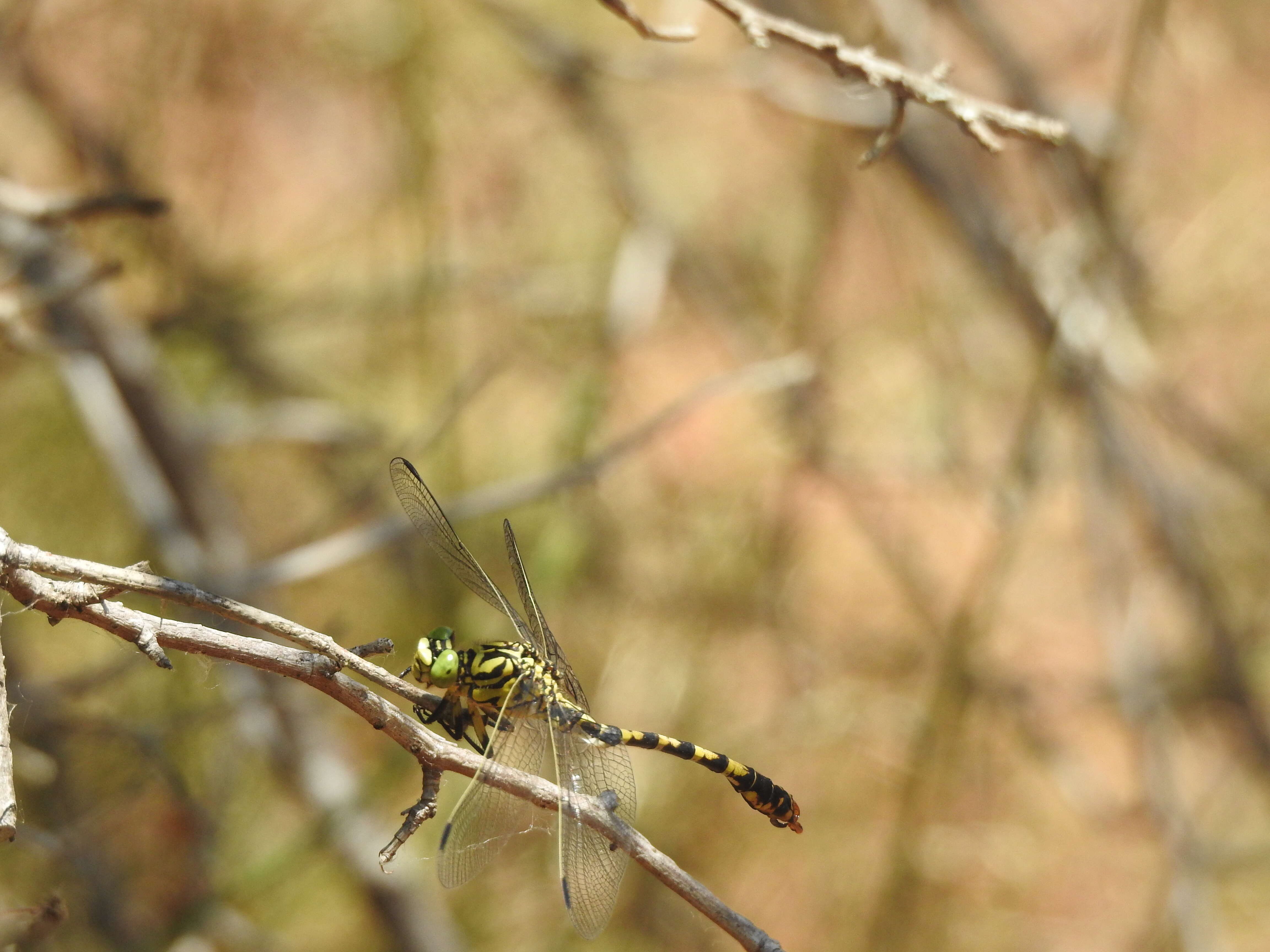 Image of Green-eyed Hooktail