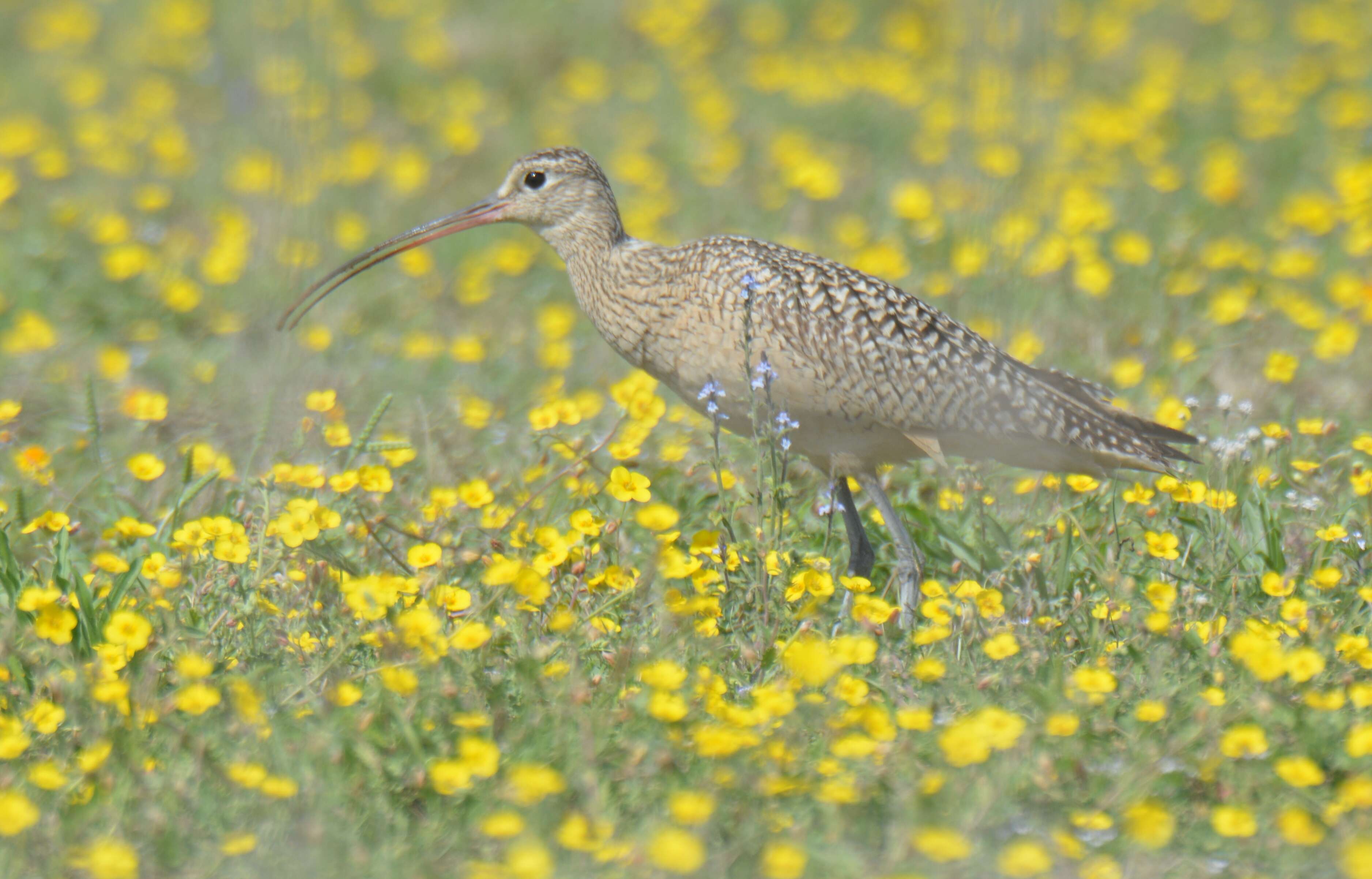 Image of Long-billed Curlew