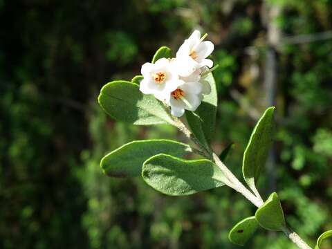 Image of lingonberry